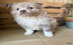 Pomeranian dogs for sale: Alex - Image 2