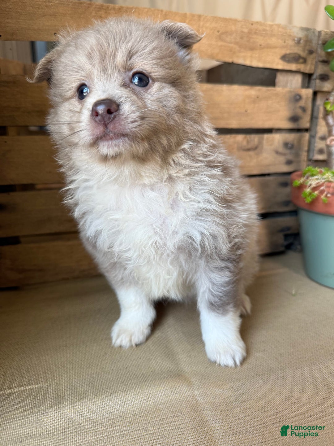 Pomeranian dogs for sale: Alex - Image 2