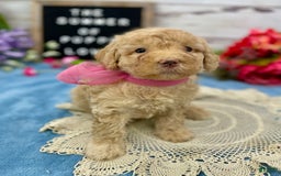 Miniature Poodle dogs for sale: Taren - Image 3