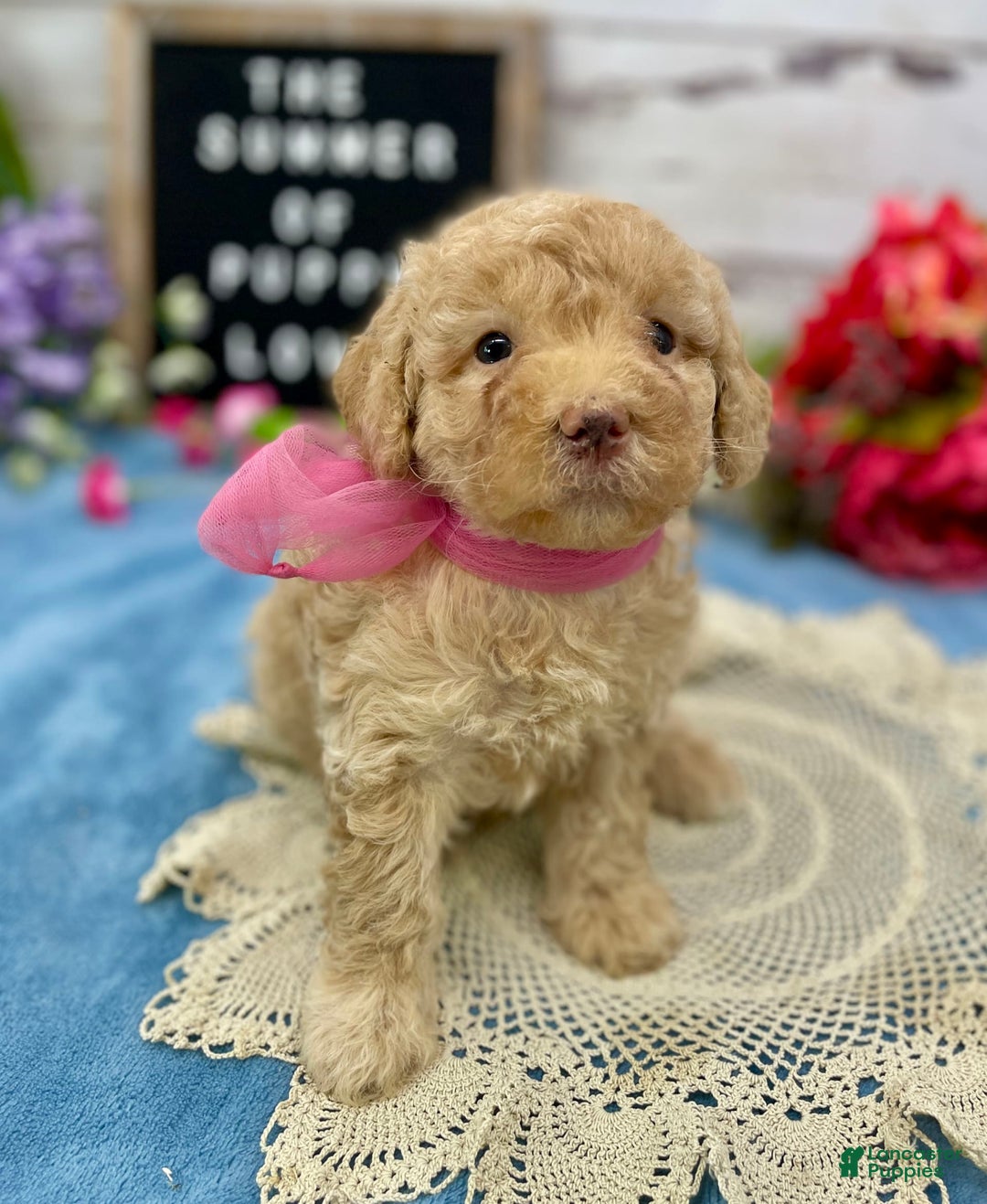 Miniature Poodle dogs for sale: Taren - Image 3