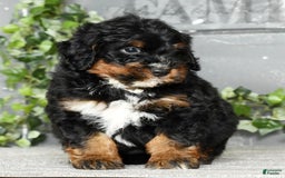 Mini Bernedoodle dogs for sale: Tate - Image 3