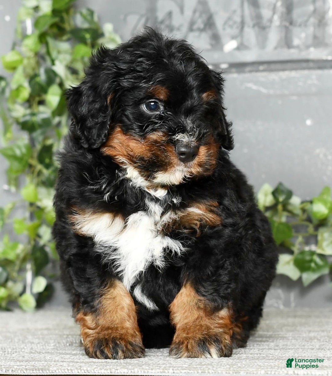 Mini Bernedoodle dogs for sale: Tate - Image 3