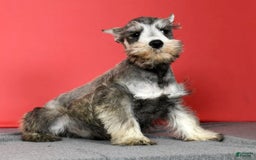 Miniature Schnauzer dogs for sale: Winston - Image 5