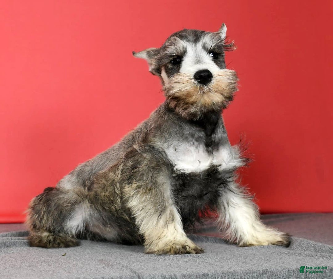 Miniature Schnauzer dogs for sale: Winston - Image 5
