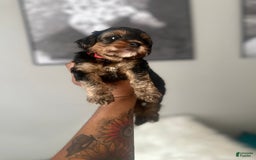 Yorkiepoo dogs for sale: Warrior - Image 1