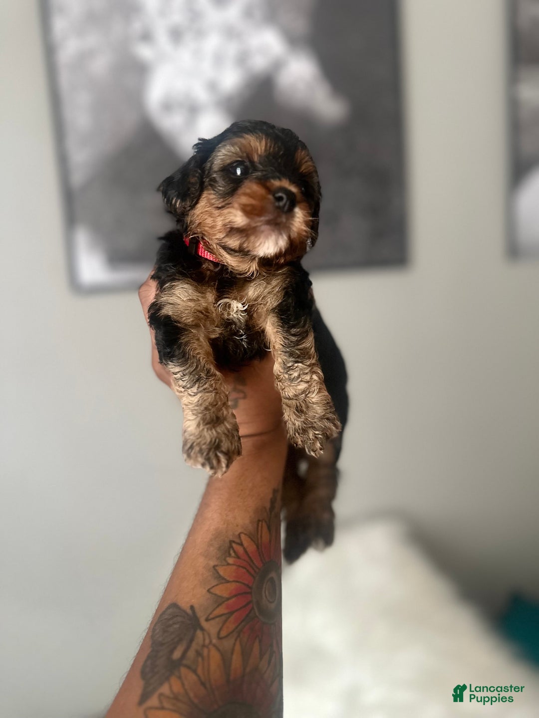 Yorkiepoo dogs for sale: Warrior - Image 1
