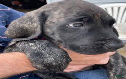 English Mastiff dogs for sale: Lilo - Image 4