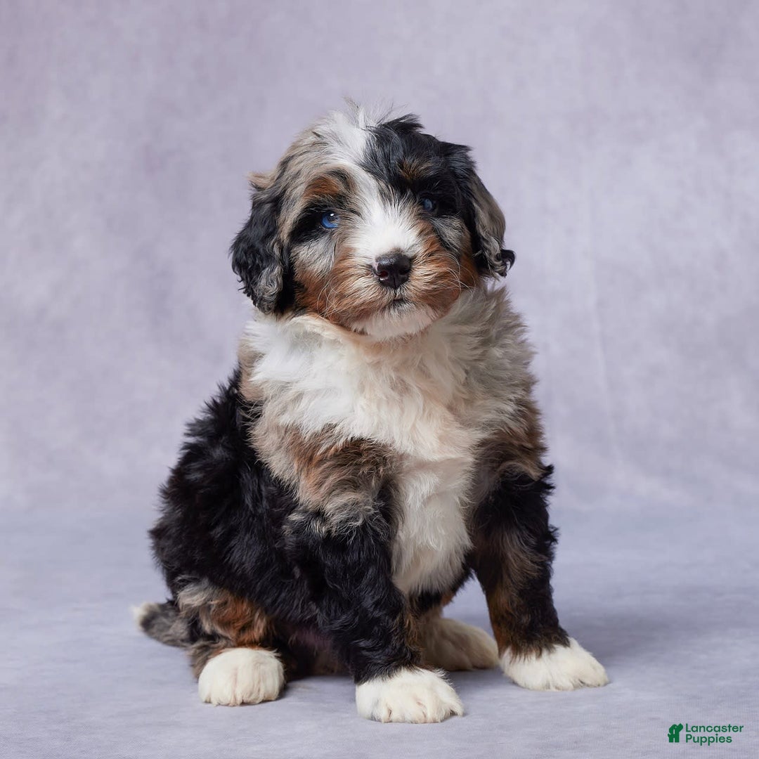 Mini Bernedoodle dogs for sale: Jack - Image 4
