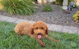 Cockapoo dogs for sale: Sam - Image 6