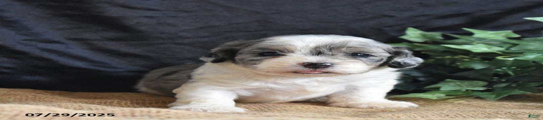 Adam