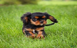 Cavalier King Charles Spaniel dogs for sale: Rocky - Image 7