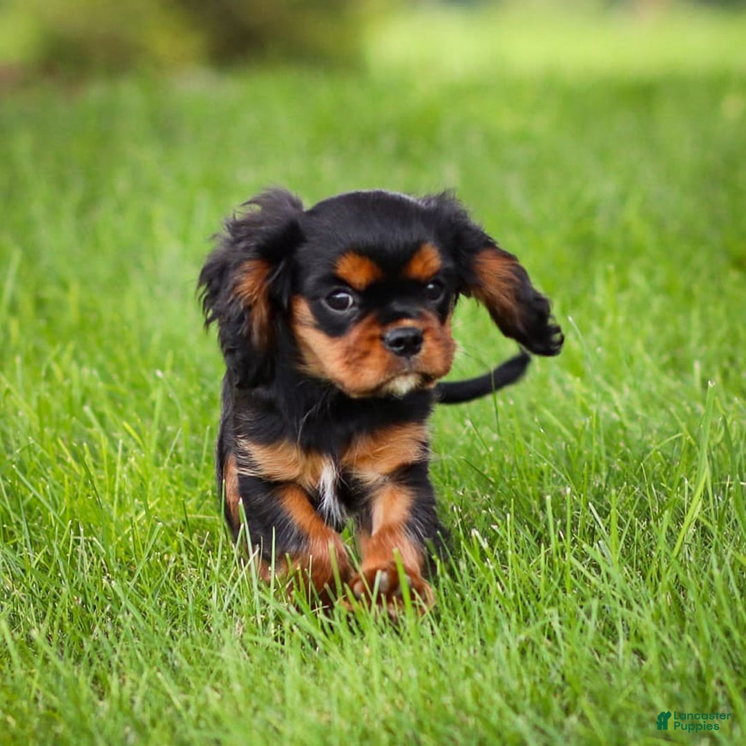 Cavalier King Charles Spaniel dogs for sale: Rocky - Image 7