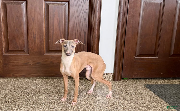 Italian Greyhound dogs for sale - Ad 2