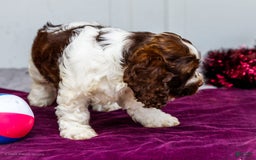 Cocker Spaniel dogs for sale: Chester - Image 2