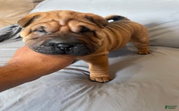 Shar Pei dogs for sale: Armani Squishy-face - Image 15
