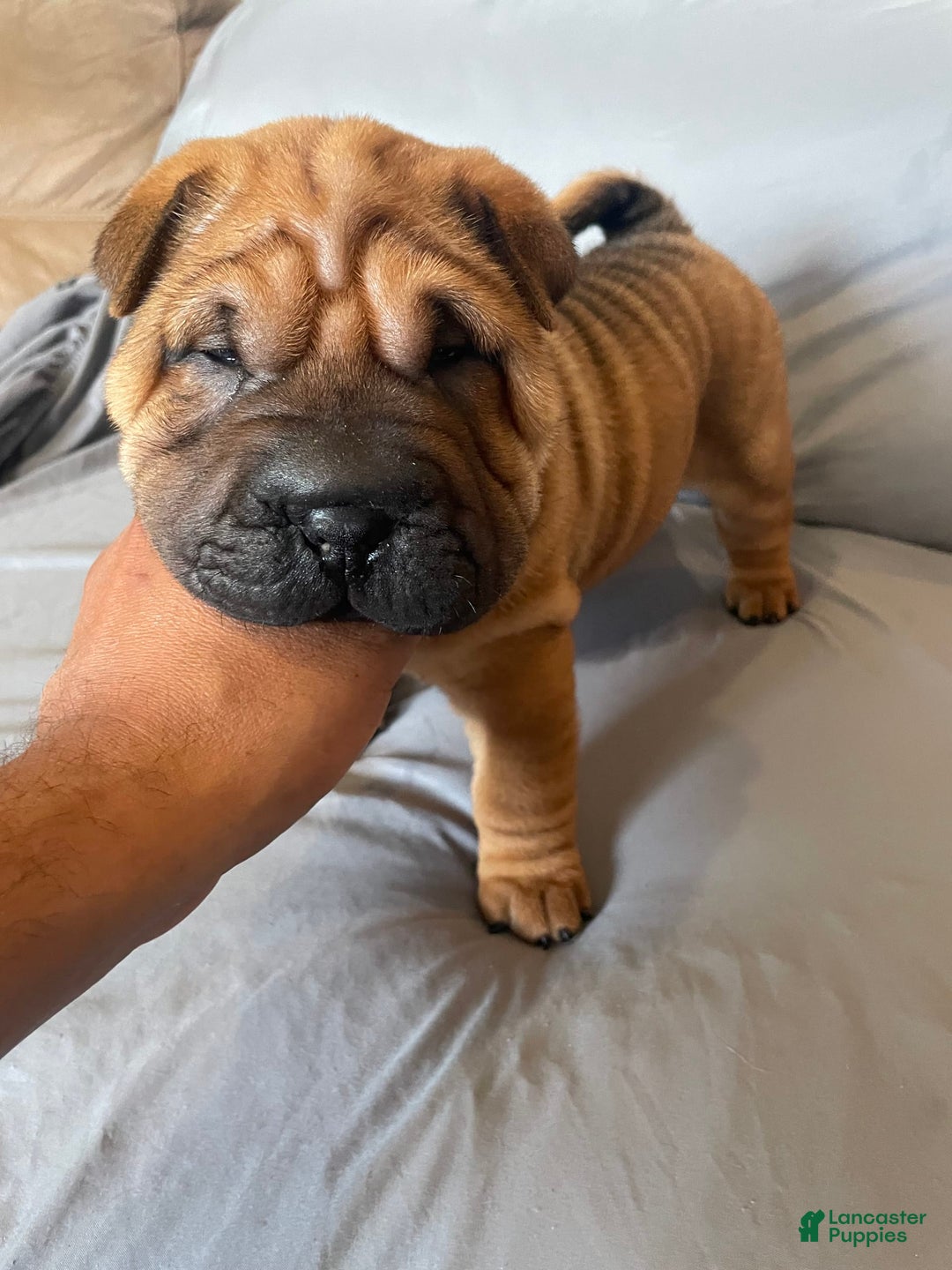 Shar Pei dogs for sale: Armani Squishy-face - Image 15