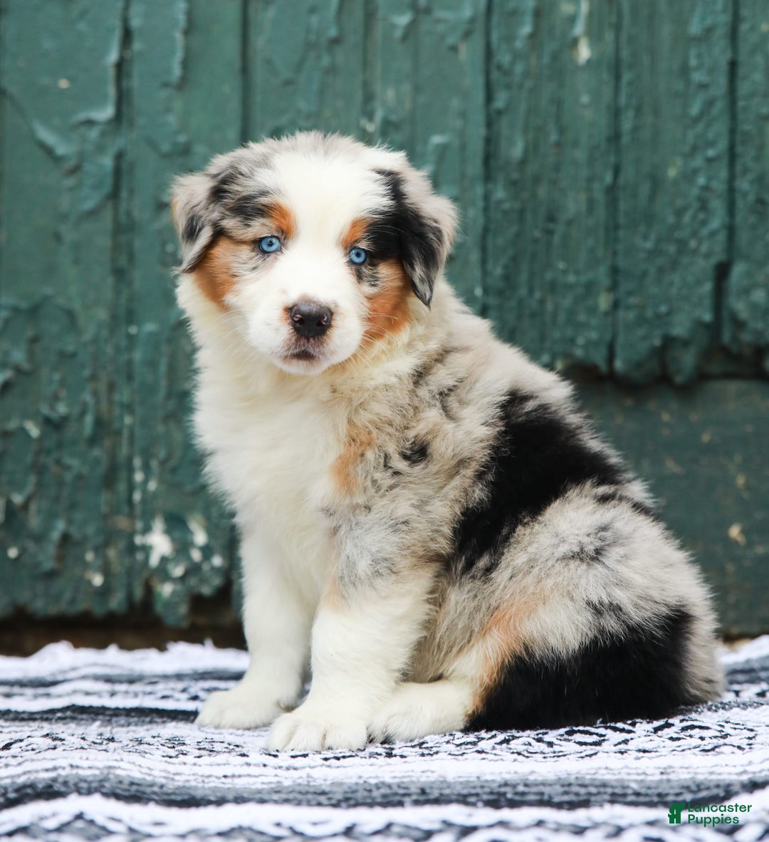 Australian Shepherd dogs for sale: Forest - Image 10