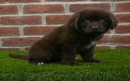 Newfoundland dogs for sale: Rosie - Image 5