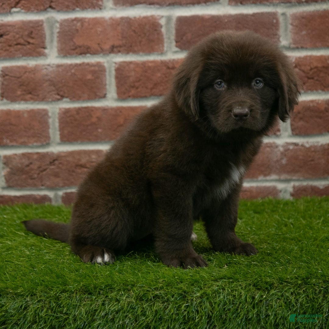 Newfoundland dogs for sale: Rosie - Image 5