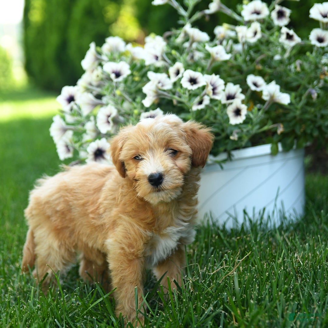 Mini Goldendoodle dogs for sale: Leo - Image 3
