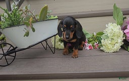 Miniature Dachshund dogs for sale: Faith - Image 1