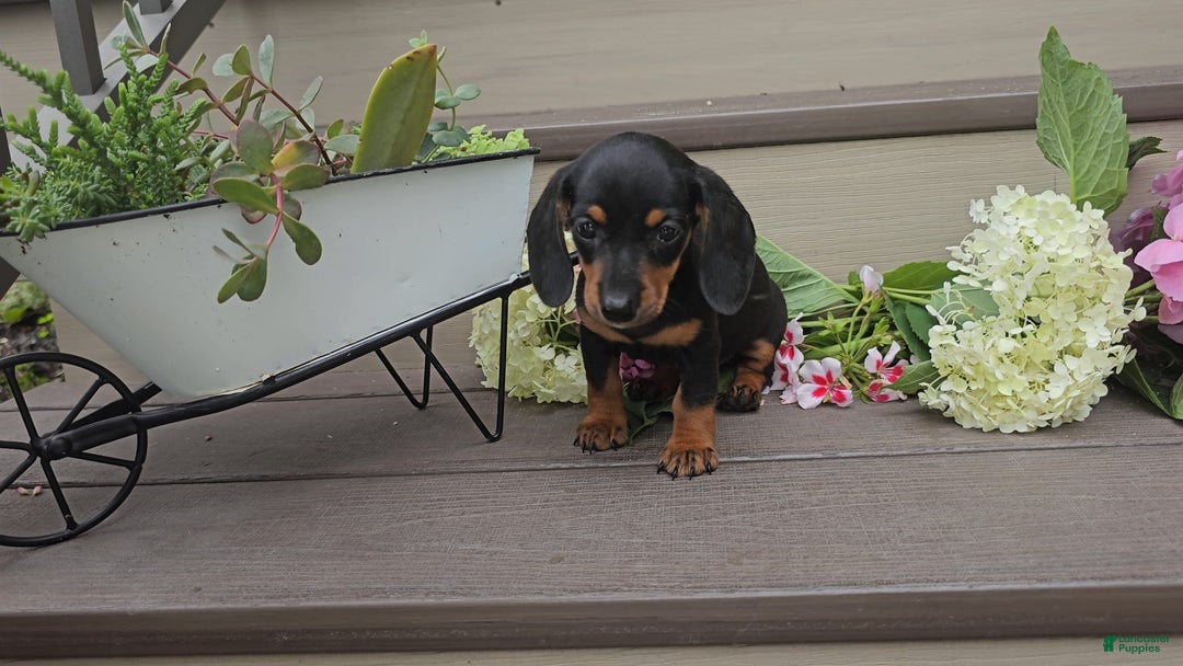 Miniature Dachshund dogs for sale: Faith - Image 1