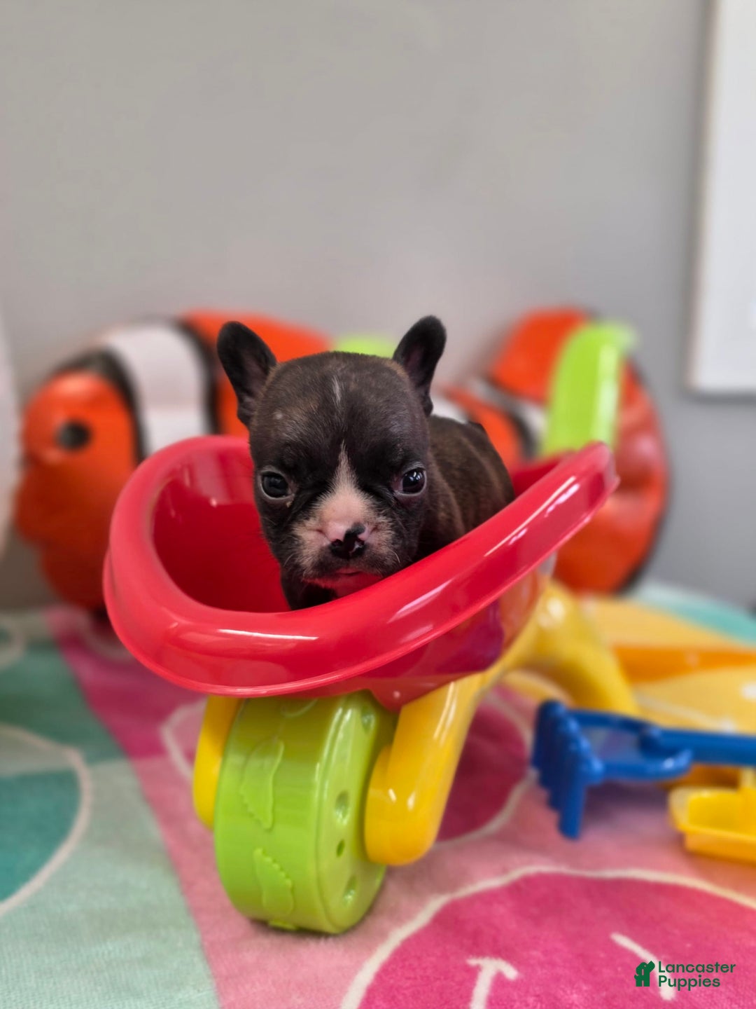French Bulldog dogs for sale: Brinklee tiny Brindle - Image 3