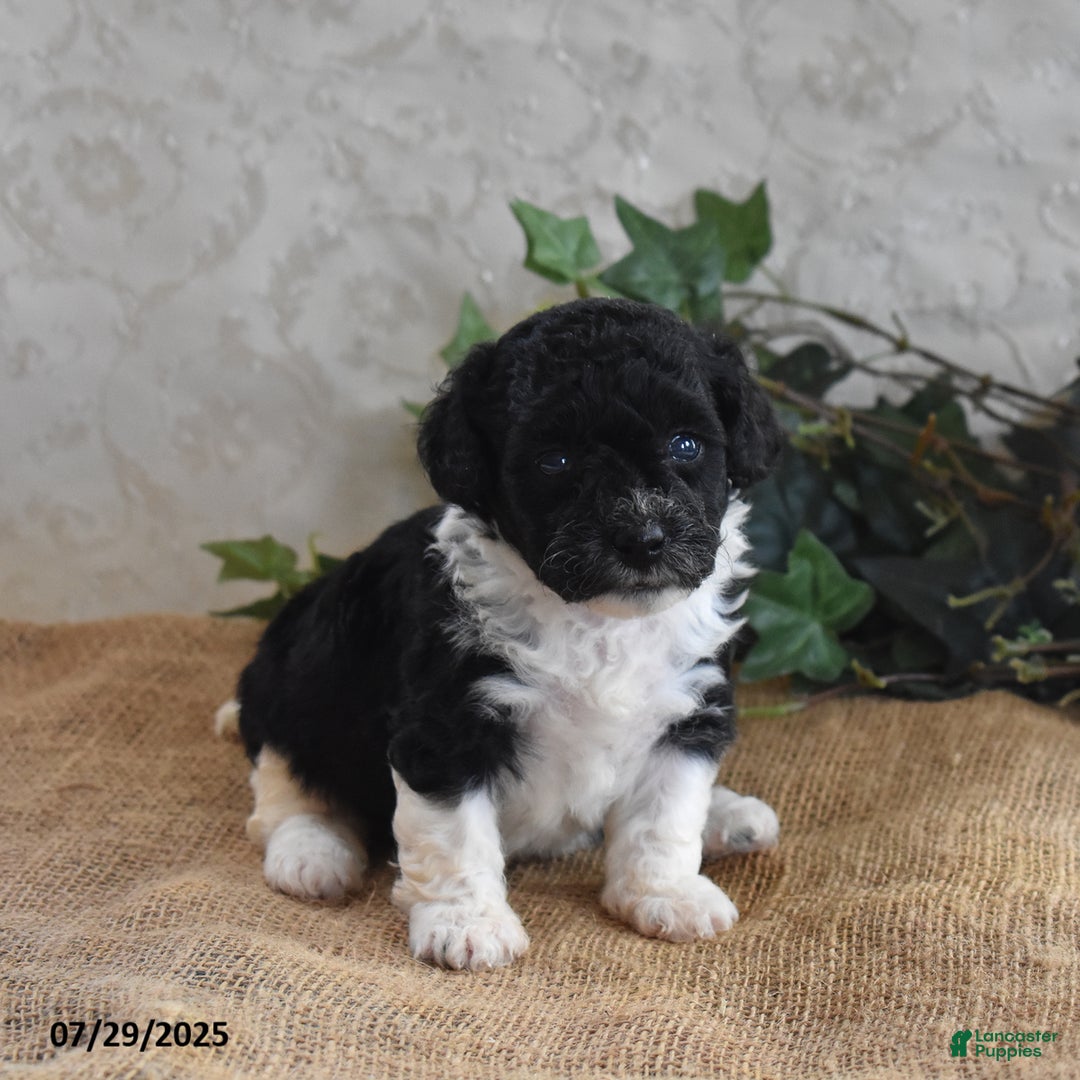 Cavapoo dogs for sale: Alisha - Image 2