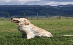 Golden Retriever dogs for sale: Chipi - Image 9