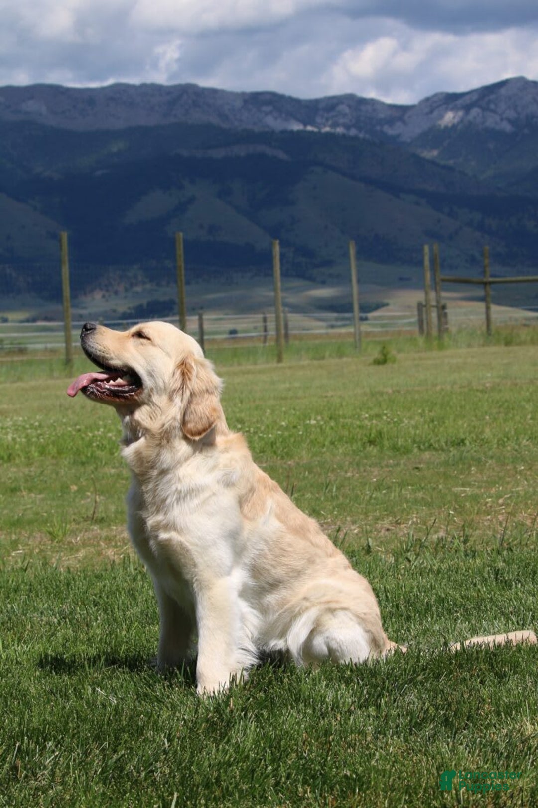 Golden Retriever dogs for sale: Chipi - Image 9