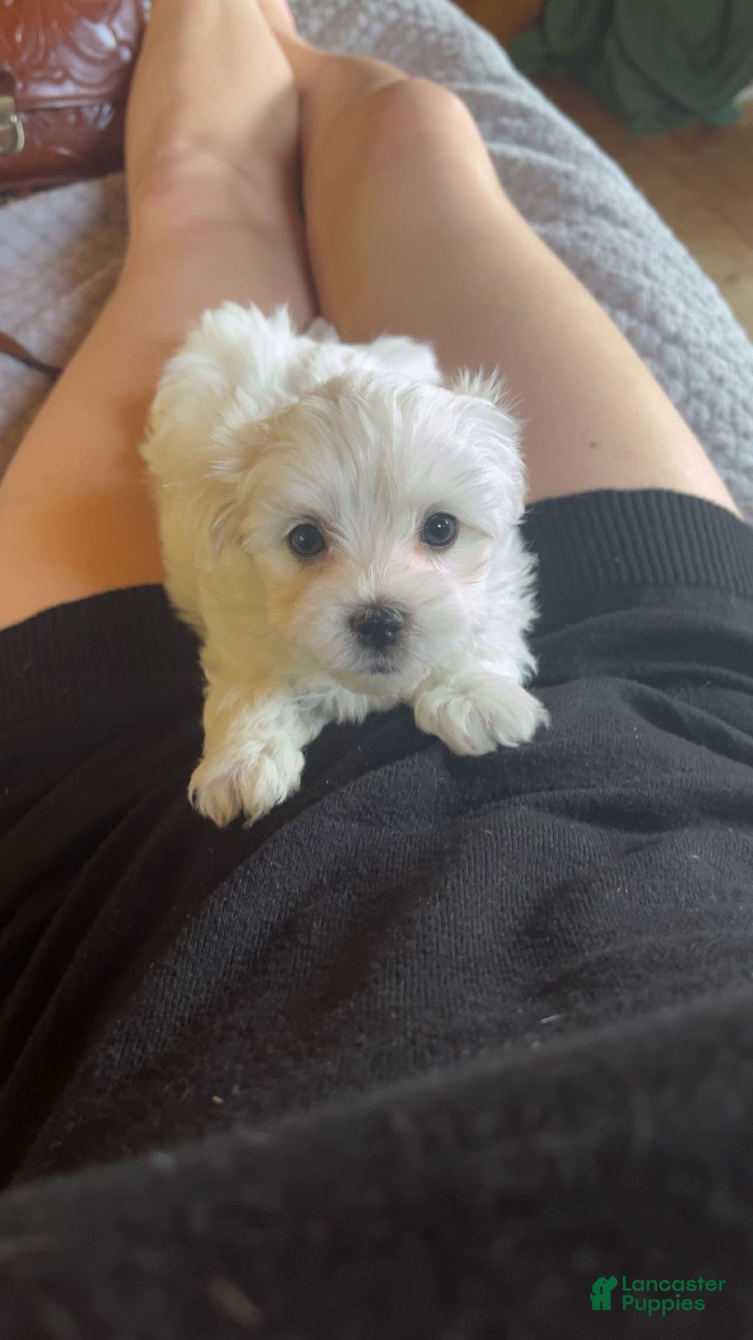 Maltese dogs for sale: Tutie - Image 9