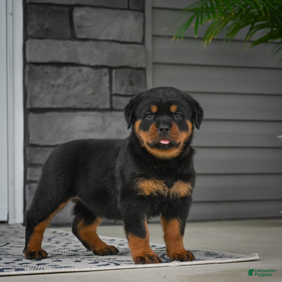 Rottweiler dogs for sale: Bella - Image 11