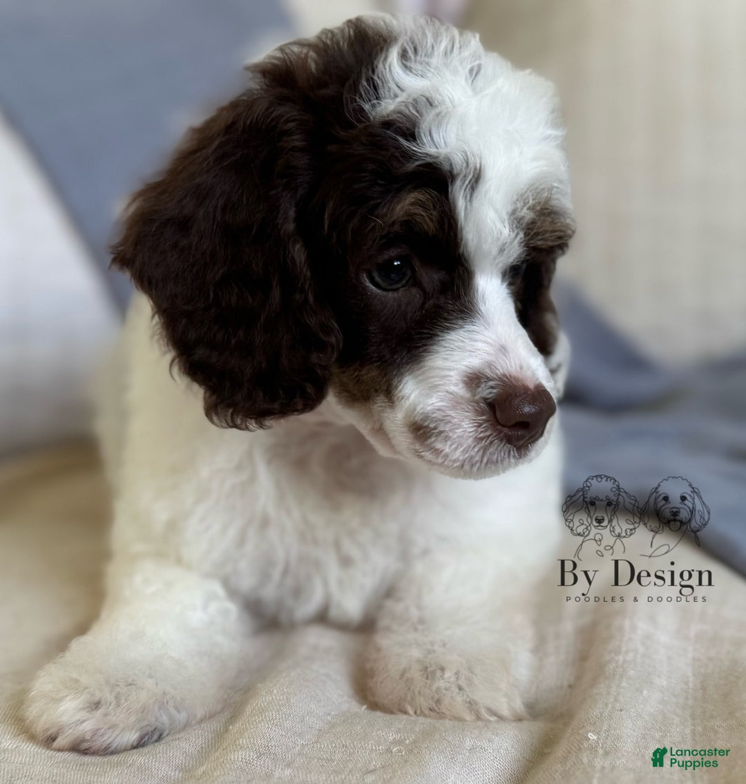 Standard Poodle dogs for sale: Arlo Chocolate Tri Parti - Image 1