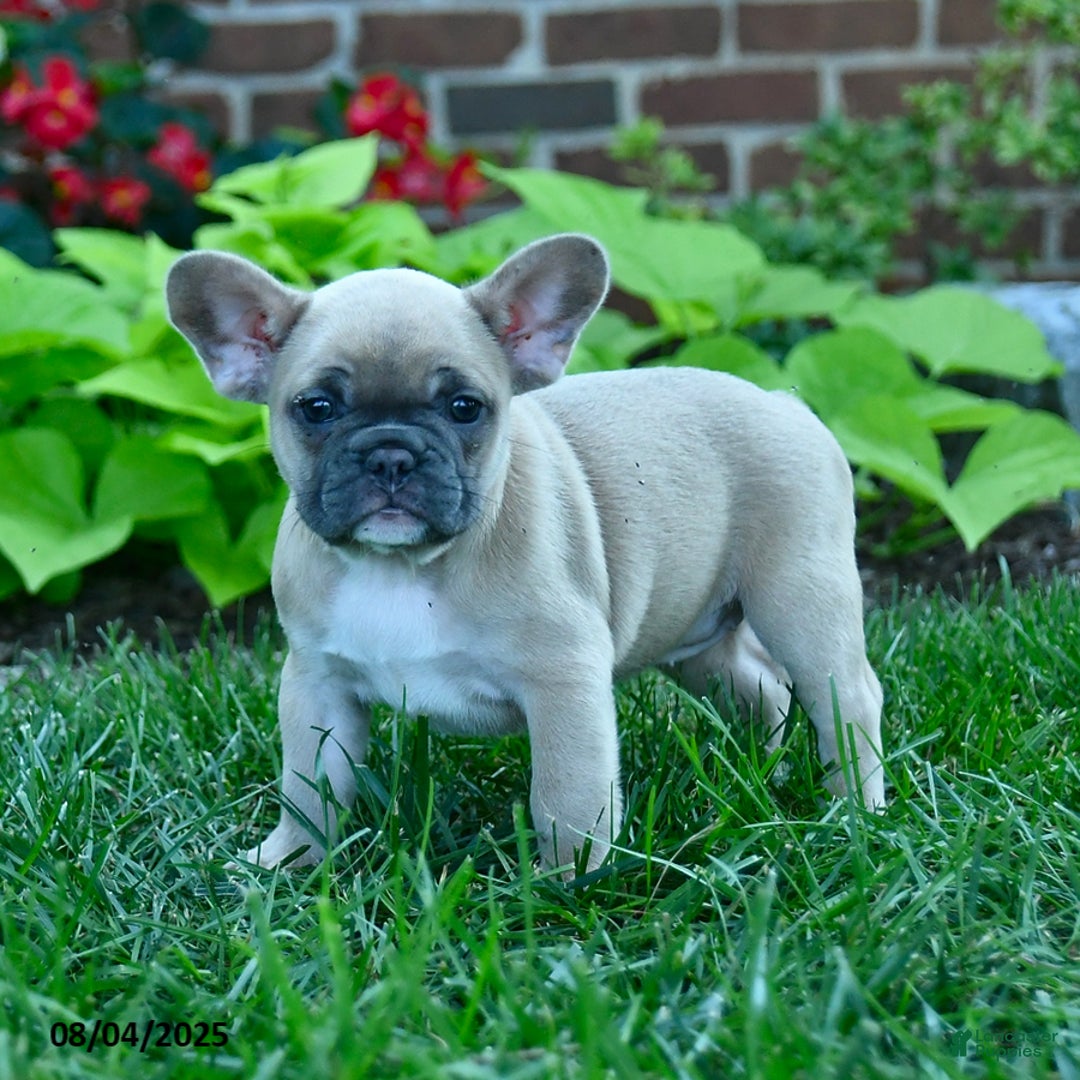 French Bulldog dogs for sale: Jess - Image 5