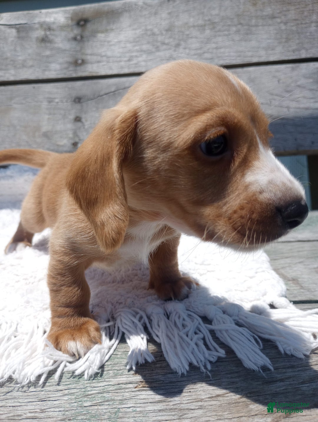 Miniature Dachshund dogs for sale: Elmer - Image 9