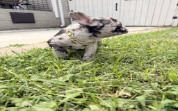French Bulldog dogs for sale: Bluey - Image 3