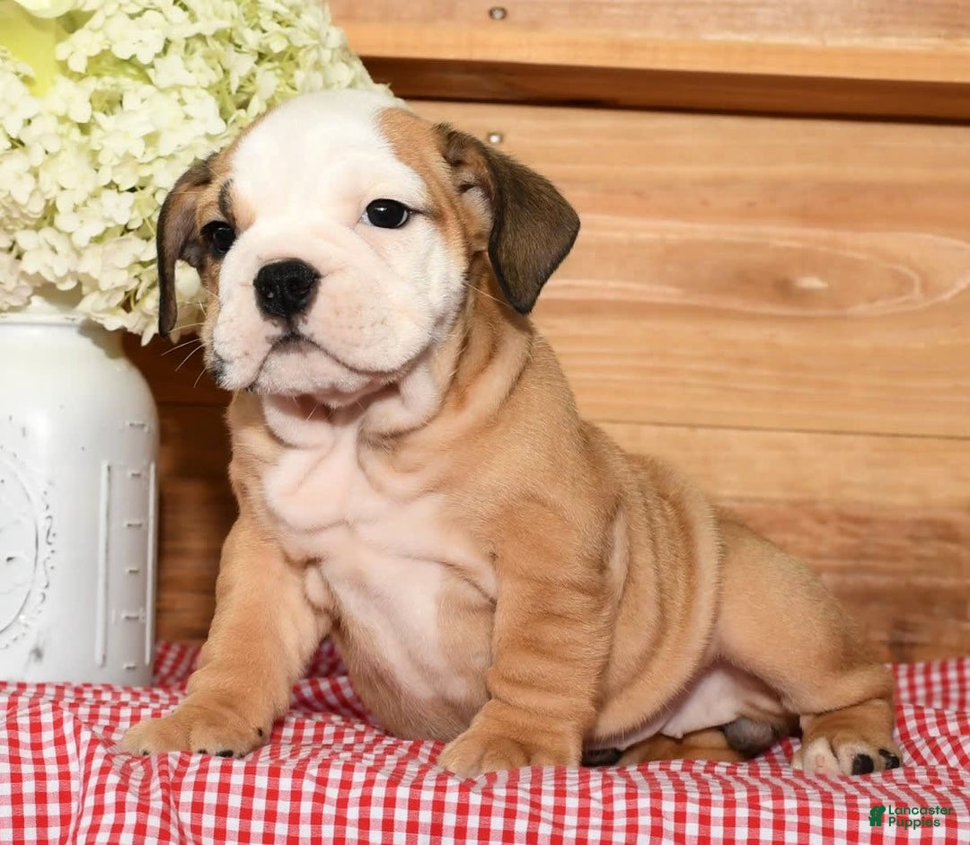 Beabull dogs for sale: Crystal - Image 6