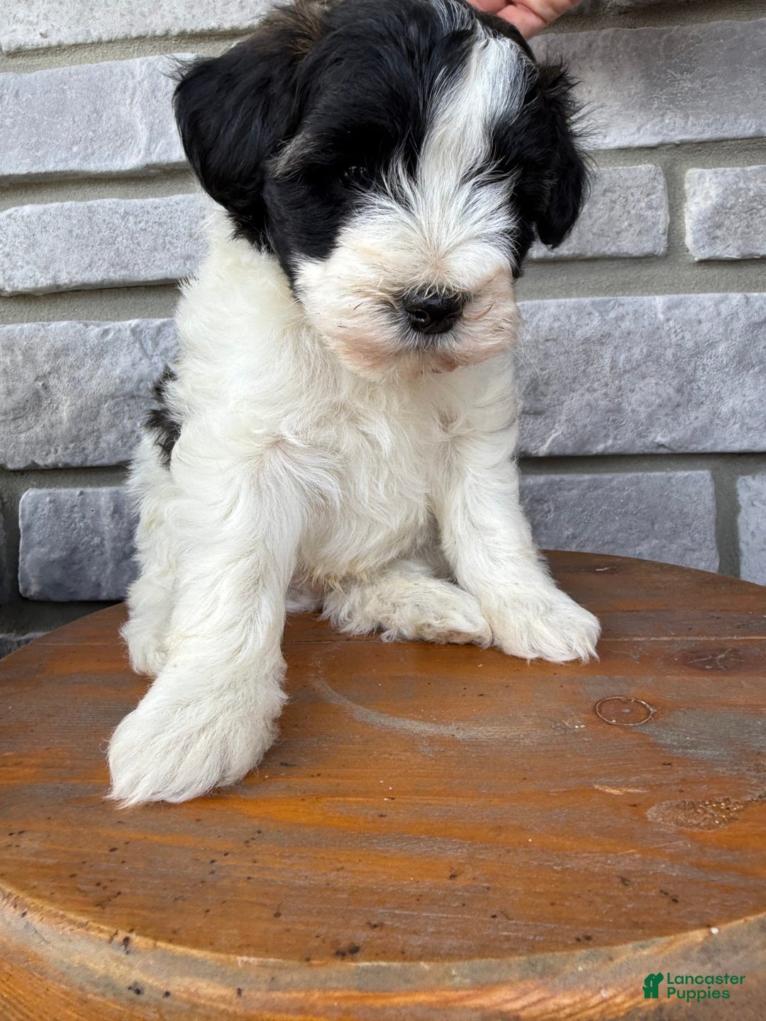 Teddy Bear dogs for sale: Teddy Bear 3 puppies - Image 3