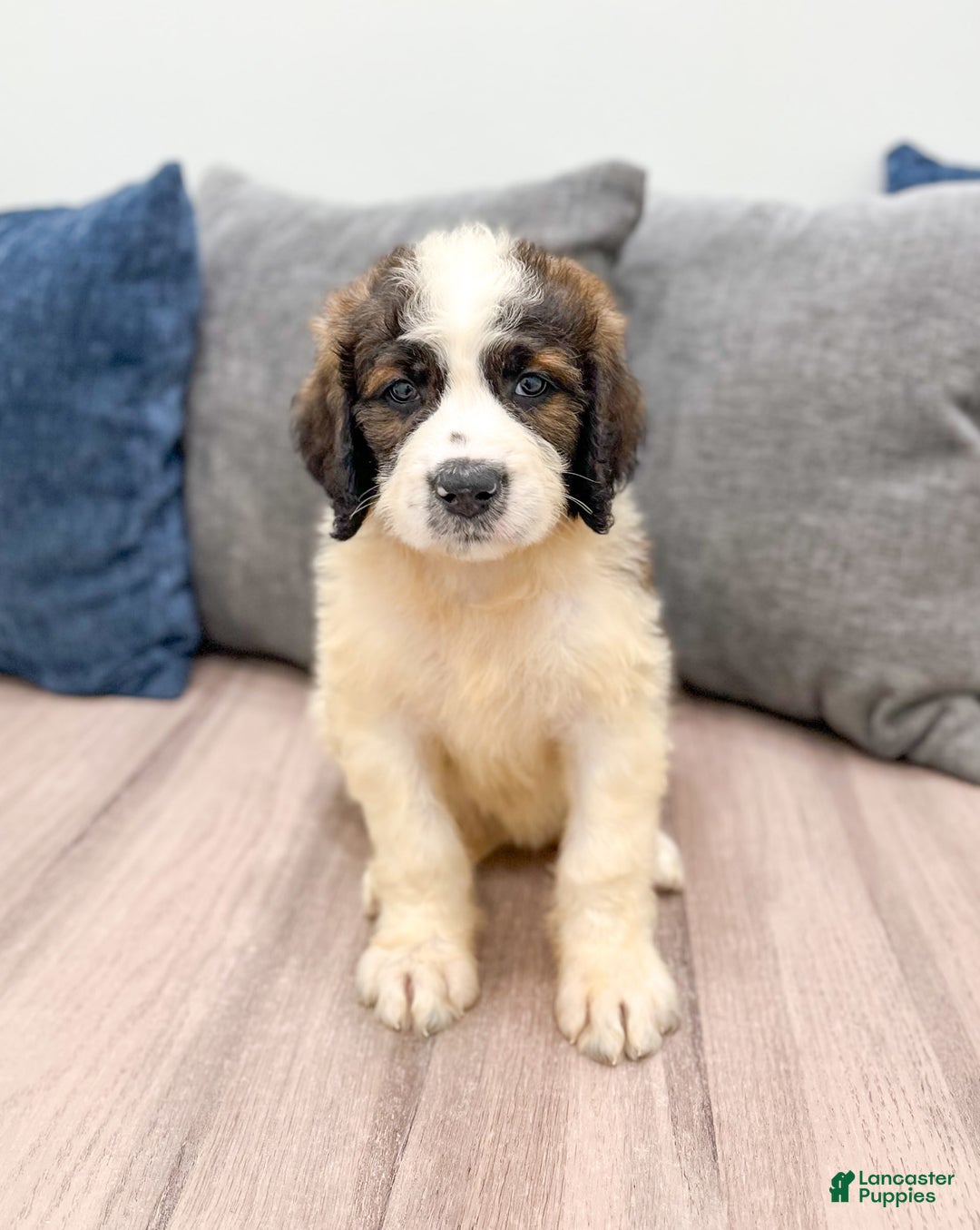 Saint Berdoodles dogs for sale: Leia - Image 3
