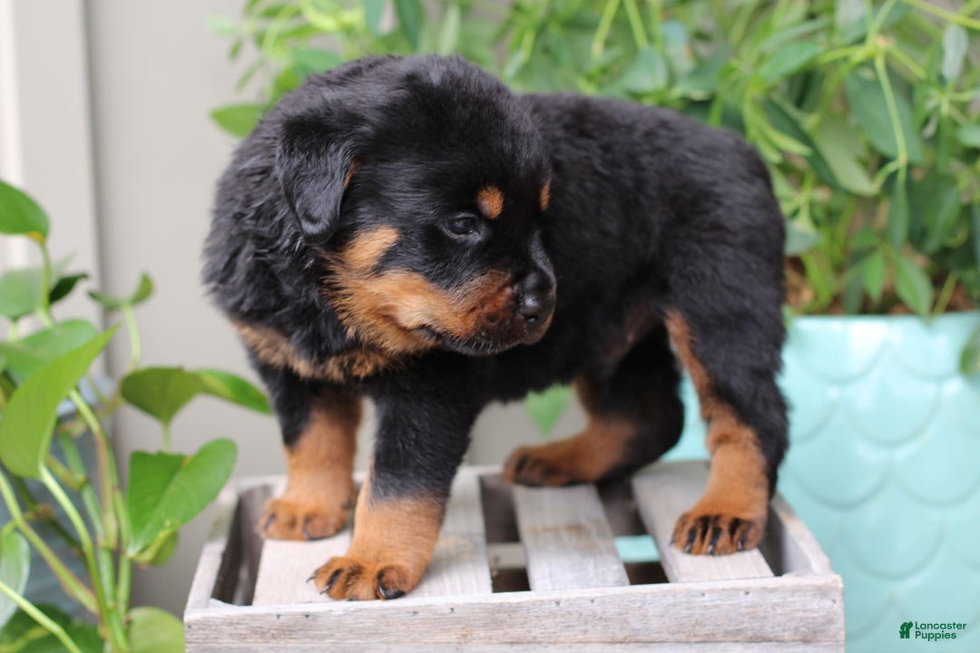 Rottweiler dogs for sale: Boss - Image 1