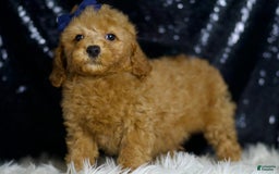 Miniature Poodle dogs for sale: Loki - Image 2