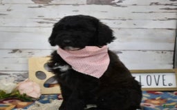 Standard Poodle dogs for sale: Gypsy - Image 18