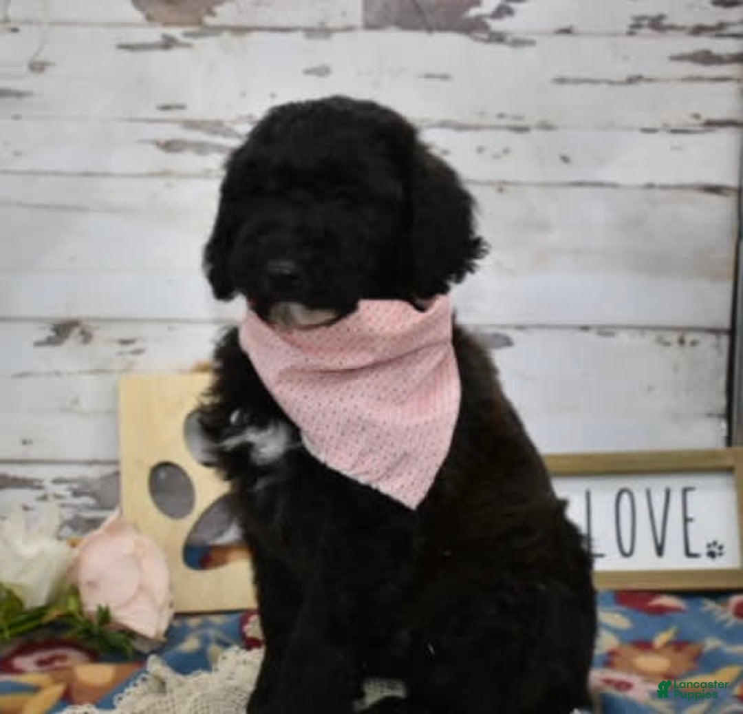 Standard Poodle dogs for sale: Gypsy - Image 18