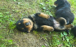 Rottweiler dogs for sale: Baby - Image 2