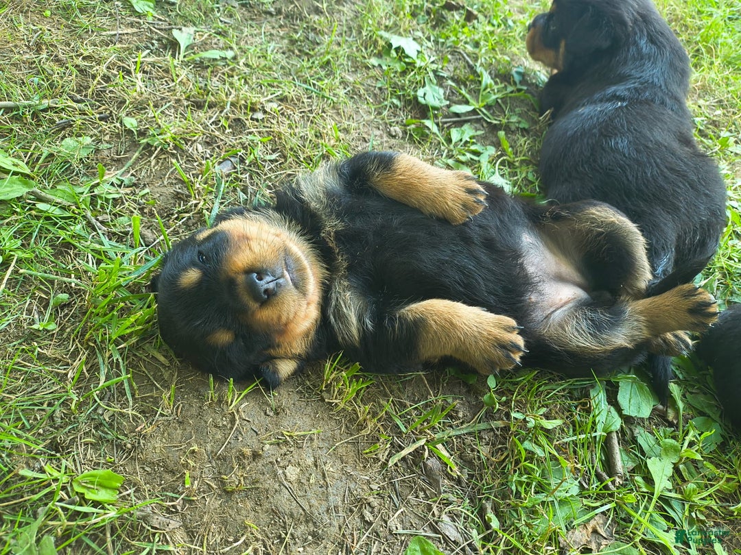 Rottweiler dogs for sale: Baby - Image 2