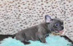 French Bulldog dogs for sale: Phoenix - Image 5