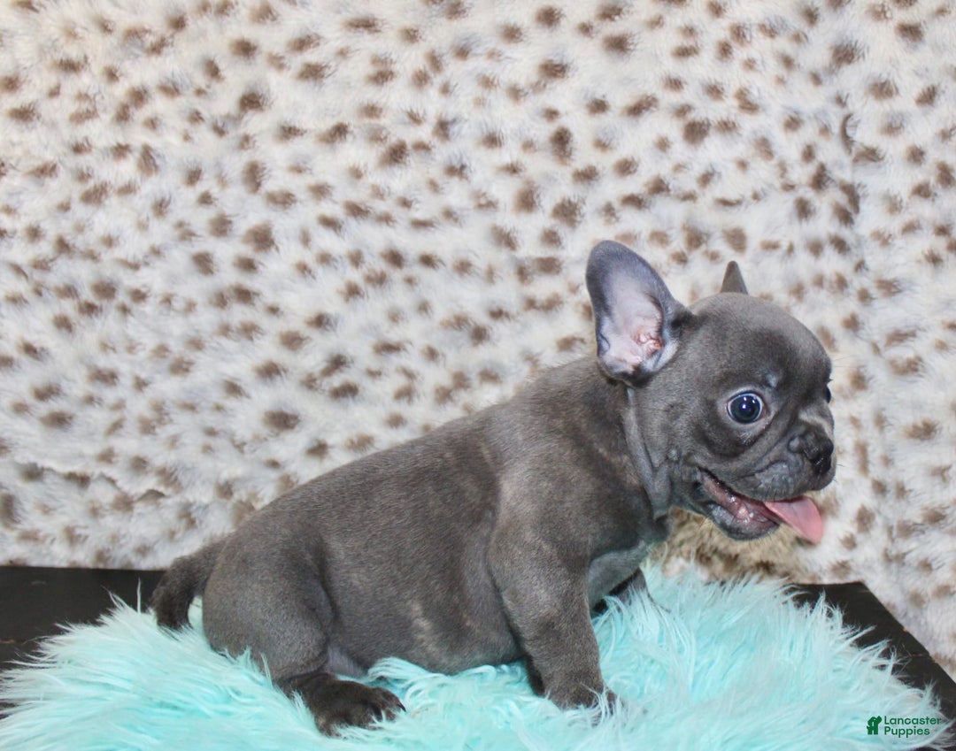 French Bulldog dogs for sale: Phoenix - Image 5