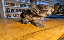 Portuguese Water Dog dogs for sale: Merlin - Image 1