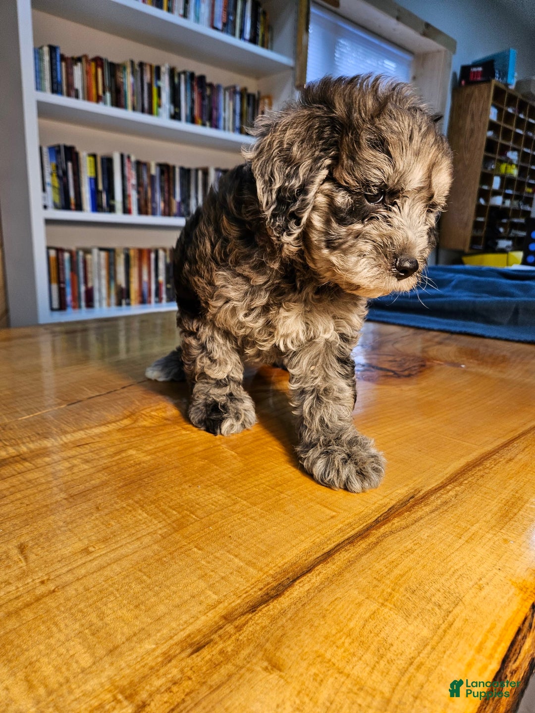 Portuguese Water Dog dogs for sale: Merlin - Image 1