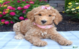 Standard Poodle dogs for sale: Dakota - Image 3